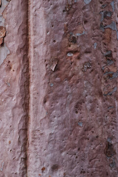 kajimbourra, Sydney red gum, rusty gum, smooth-barked apple, or smooth-barked angophora (Angophora costata)