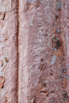 kajimbourra, Sydney red gum, rusty gum, smooth-barked apple, or smooth-barked angophora (Angophora costata)