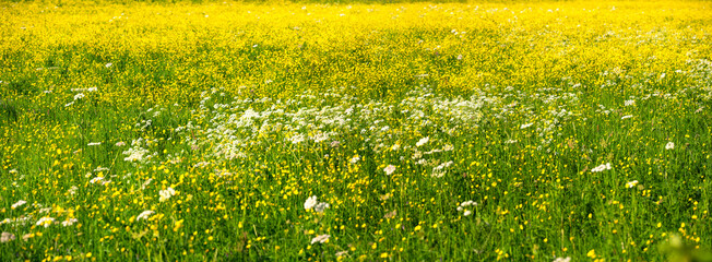 A wide-angle panoramic shot of a large wildflower meadow featuring white and yellow blooms of yarrow (Achillea) and buttercup (Ranunculus) in a nature reserve on the Lower Rhine in Germany on a sunny  © ON-Photography
