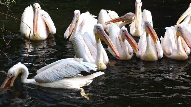 The Great White Pelican, Pelecanus onocrotalus also known as the rosy pelican is a bird in the pelican family.