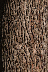 closeup of Atlas cedar bark (Cedrus atlantica)  © Conrmiller