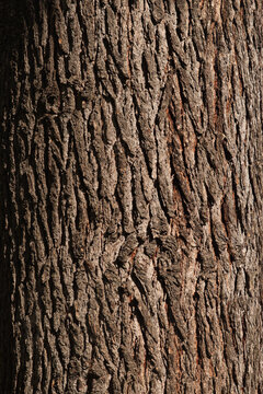 closeup of Atlas cedar bark (Cedrus atlantica)
