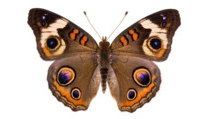 Brown butterfly with large eye spots on wings © Julia