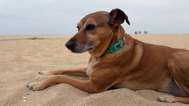 Perro descansando sobre la arena en una playa mediterr&aacute;nea durante un d&iacute;a tranquilo &mdash; v&iacute;deo 4K Blackmagic Camera iPhone 17 Pro