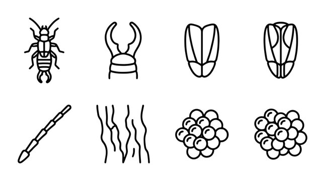 Insect Anatomy Icons: Earwig, Stag Beetle, Seed Pods, Antenna, Bark, Eggs, Vector Graphics