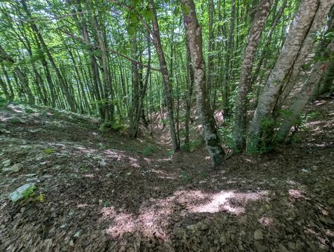 Ripresa ravvicinata di un bosco fitto con alberi alti, terreno ricoperto di foglie secche e un avvallamento naturale che attraversa la scena
