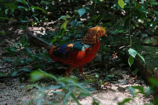 Golden Pheasant (Chrysolophus pictus) in the forest