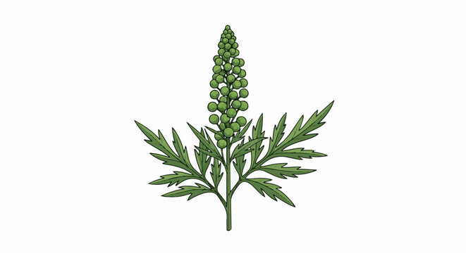 Detailed illustration of a green plant with feathery leaves and a seed head