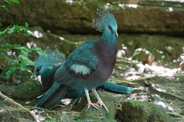Fototapeta premium Victoria Crowned Pigeon (Goura victoria) is part of a genus (Goura) of four large ground-dwelling pigeons, with the Victoria crowned pigeon measuring as the largest extant species of pigeon