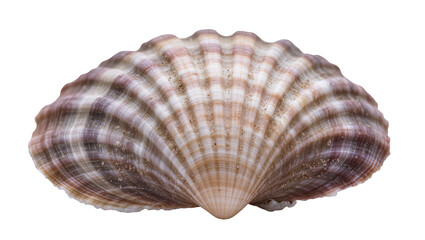 Scallop seashell with radiating ribs and purple brown stripes © Luca