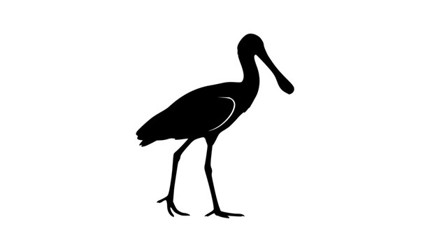 Spoonbill Bird Silhouette Standing Full Body Vector Graphic Representing Marshland Wildlife, Coastal Nature, and Ornithology Design Elements