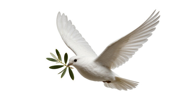 White dove bird flying with olive branch in beak