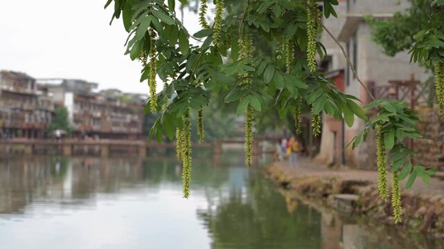 Long green fruits of a Chinese wingnut tree swaying over a river in a rural riverside village.