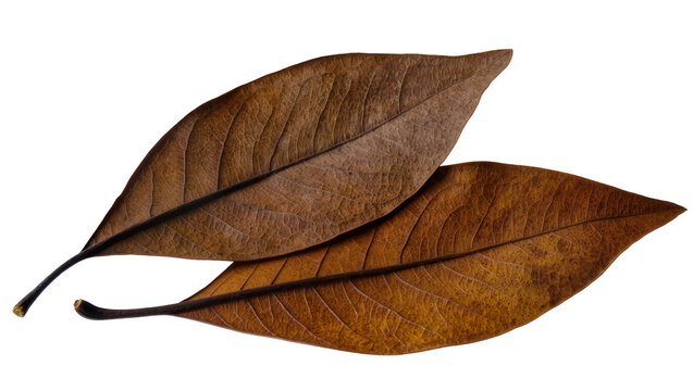 Two dry brown autumn leaves with visible veins