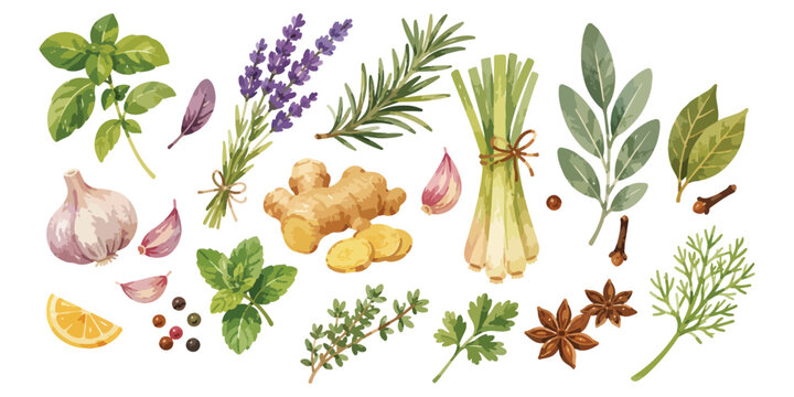 Watercolor culinary herbs and spices elements