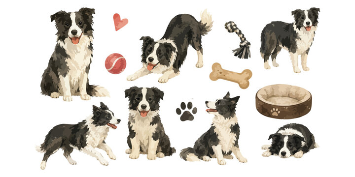 Watercolor cute Border Collie dog poses and pet care accessories 