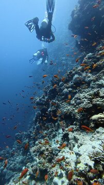 Scuba divers swimming near a vibrant coral reef wall teeming with orange anthias fish
