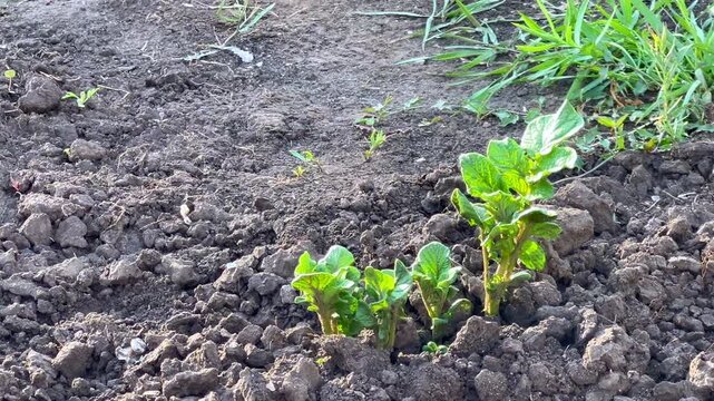 Young potato sprouts growing in a garden bed