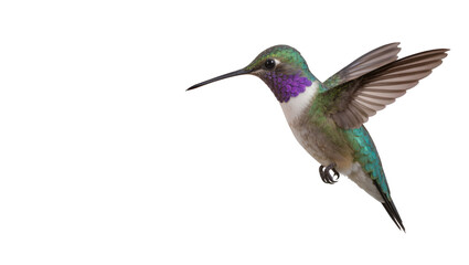 Fototapeta premium Hummingbird with iridescent green feathers and purple throat
