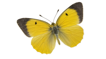 Yellow butterfly with black wing tips and spots © Hannah