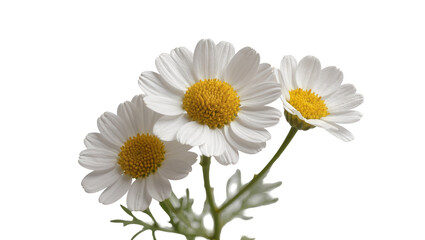 Obraz premium Three white daisies with yellow centers on green stems