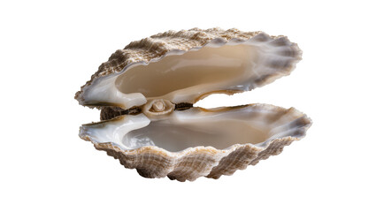 Open oyster shell with pearly interior and rough textured exterior © Lisa