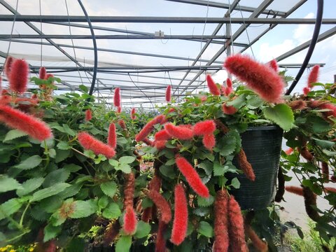 Acalypha hispida is a shrub, popularly grown as an ornamental plant. It has long, drooping, bright red flower stalks that resemble a squirrel's tail. 