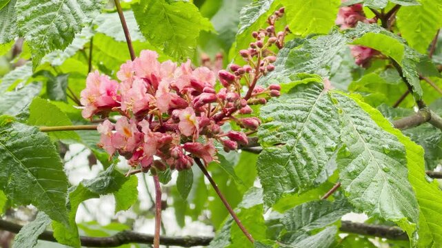 Vibrant pink flower clusters of a Red Horse Chestnut tree glisten under fresh raindrops. The lush green, palmately-lobed leaves add a sense of serene beauty to this tranquil spring scene.