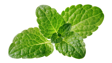 Fresh green mint leaves with detailed texture © Lisa