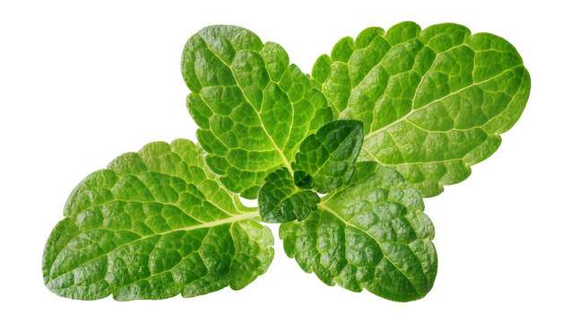 Fresh green mint leaves with detailed texture
