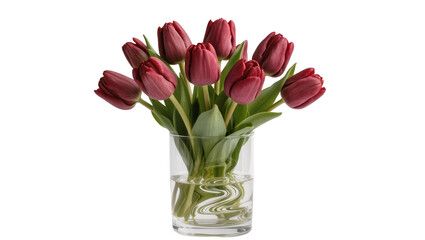 Fototapeta premium Deep red tulips bouquet in clear glass vase with water