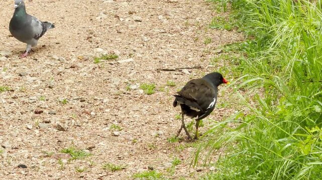 An injured moorhen with a wounded leg tries to navigate a gravel path. The scene evokes a sense of deep empathy and concern for the vulnerable bird as it struggles within its natural habitat.