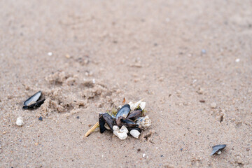 Cluster of blue mussels and barnacles on a sandy beach © Patrycia