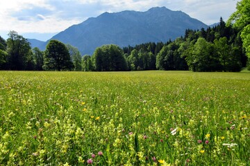 Fototapeta premium alpine meadow with wildflowers and mountain view