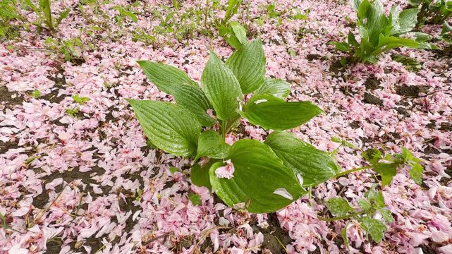 A vibrant green hosta plant bursts with life through a thick blanket of delicate pink cherry blossom petals on the damp earth. This scene evokes a peaceful feeling of spring renewal.