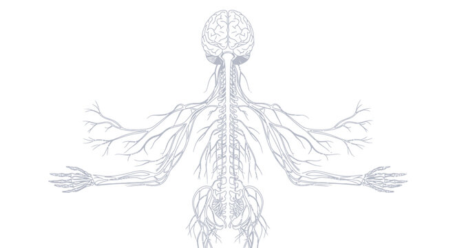 Stylized anatomical sketch of the human nervous system