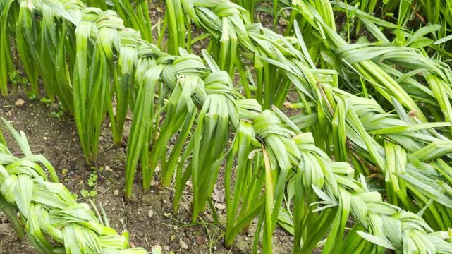 Green, strap-like leaves of daffodil plants are systematically braided into long, uniform plaits across a tilled soil garden bed. This practice keeps fading foliage organized while the bulbs recharge