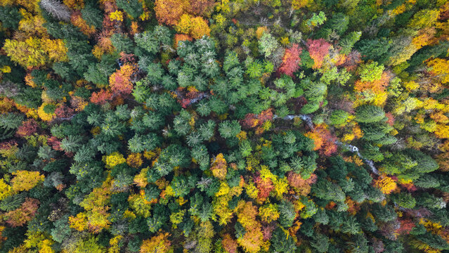 Aerial view of vibrant autumn foliage and a winding stream through the dense forest canopy at Route du Creux du Cerf Gex, Auvergne-Rhone-Alpes, France.