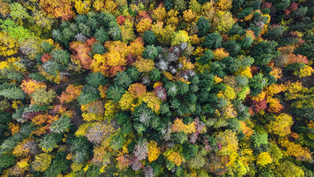 Aerial view of vibrant autumn forest with colorful deciduous and evergreen trees near Route du Creux du Cerf in Gex, Auvergne-Rhone-Alpes, France.