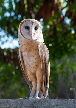 Common barn owl in India