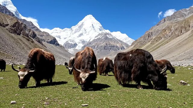Herd of yaks grazing on green field with snowy mountains in background