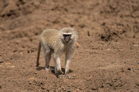 Vervet Monkey (Cercopithecus aethiops) Pilanesberg Nature Reserve, South Africa