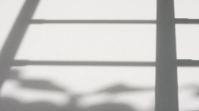 Sharp window shadow overlay with tropical leaf shadow on wall, afternoon light texture