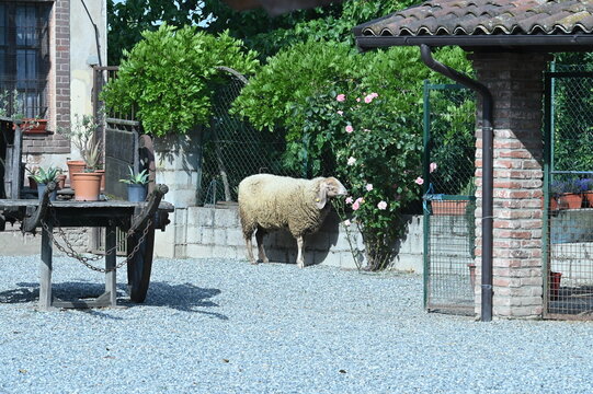 Pecora che mangia le rose