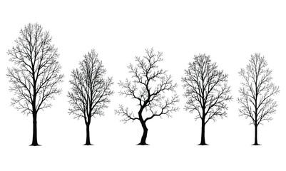 A lonely bare tree silhouette stands isolated against a cold winter landscape with frost and snow © Tipu Sultan official