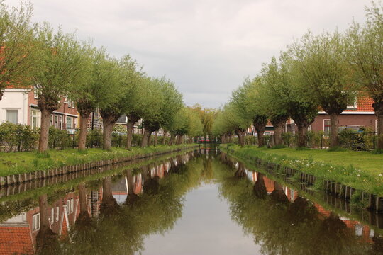 A peaceful Dutch canal lined with pollard willow trees and traditional brick houses