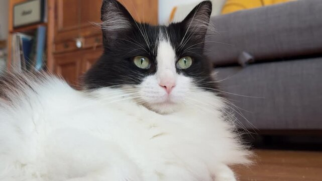 Gato blanco y negro descansando en el interior de una vivienda con mirada directa a c&aacute;mara &mdash; v&iacute;deo 4K Blackmagic Camera iPhone 17 Pro