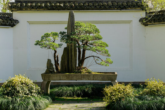 A large, traditional penjing bonsai arrangement featuring miniature pine trees and tall, vertical rocks in a stone basin, set against a classic white Chinese garden wall.