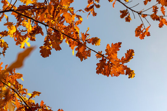 bright orange foliage on an oak tree against a blue sky during fall leaves in the autumn , the foliage is red or orange and hangs on oak branches, global warming