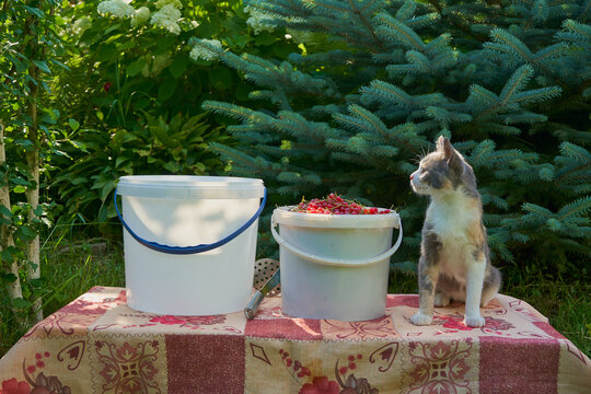 A cute tricolor cat sits near buckets of fresh red currants in the garden. A curious cat guards the harvested summer red currant berries in the country house.